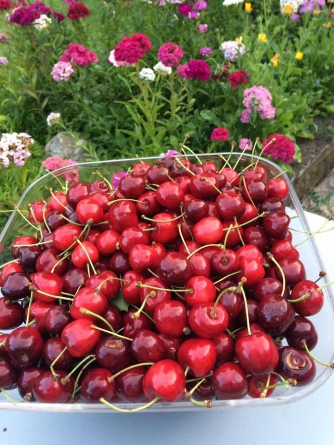 Entre Canal Et Vignes Bed & Breakfast Escolives-Sainte-Camille Luaran gambar